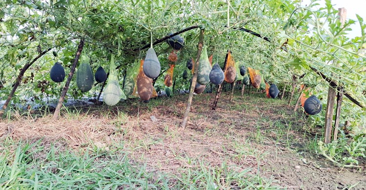 মালচিং পদ্ধতিতে গ্রীষ্মকালীন তরমুজ চাষের সম্ভাবনা