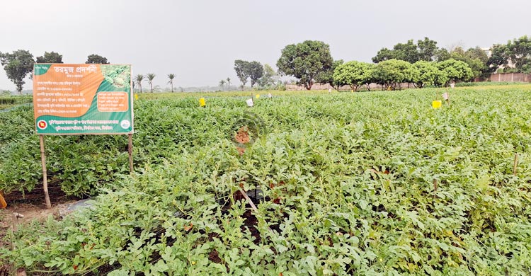 মালচিং পদ্ধতিতে গ্রীষ্মকালীন তরমুজ চাষের সম্ভাবনা