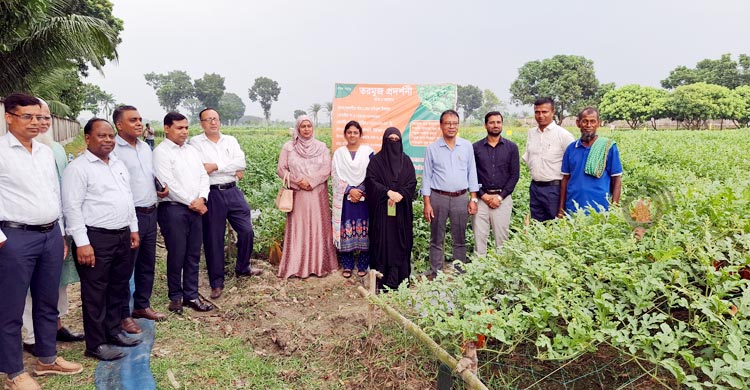 মালচিং পদ্ধতিতে গ্রীষ্মকালীন তরমুজ চাষের সম্ভাবনা