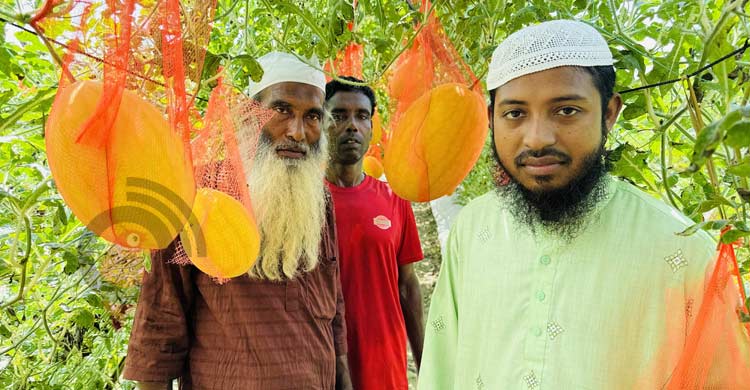 মিরসরাইয়ে গ্রীষ্মকালীন তরমুজ চাষে বাজিমাত