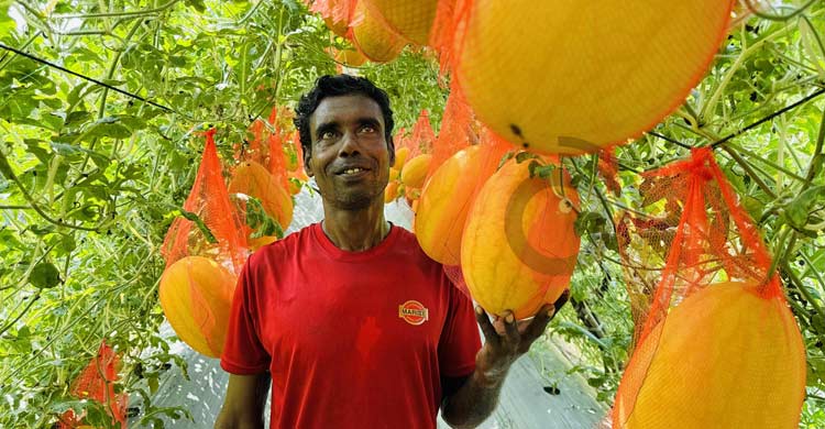 মিরসরাইয়ে গ্রীষ্মকালীন তরমুজ চাষে বাজিমাত