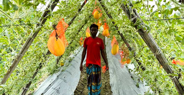 মিরসরাইয়ে গ্রীষ্মকালীন তরমুজ চাষে বাজিমাত