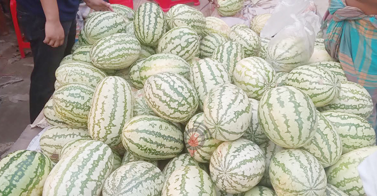 ৫ কেজির তরমুজের দাম ছুঁলো ৫০০ টাকা