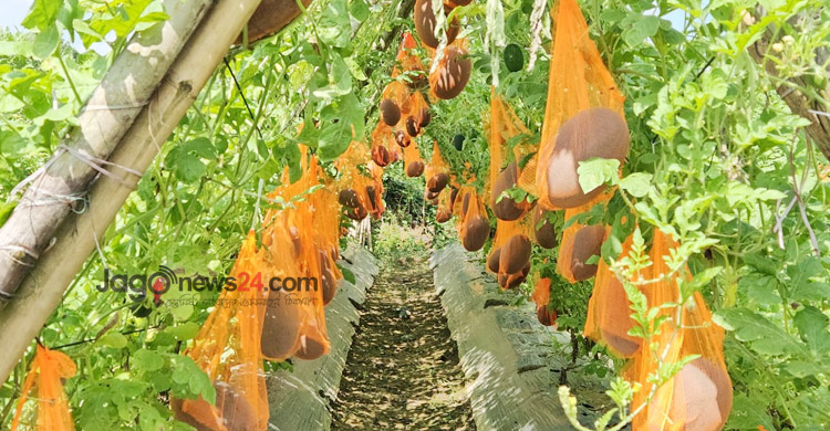 মিরসরাইয়ে অসময়ে তরমুজ চাষে সফল কৃষকেরা