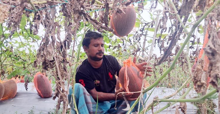 ব্ল্যাক কুইন তরমুজ চাষে ৭০ দিনে লাখ টাকা আয়
