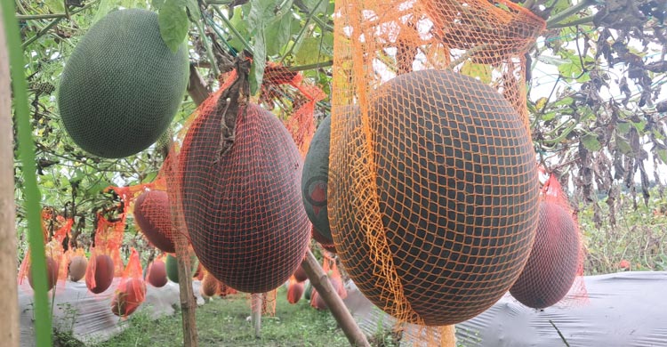 ব্ল্যাক কুইন তরমুজ চাষে ৭০ দিনে লাখ টাকা আয়