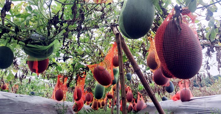 ব্ল্যাক কুইন তরমুজ চাষে ৭০ দিনে লাখ টাকা আয়