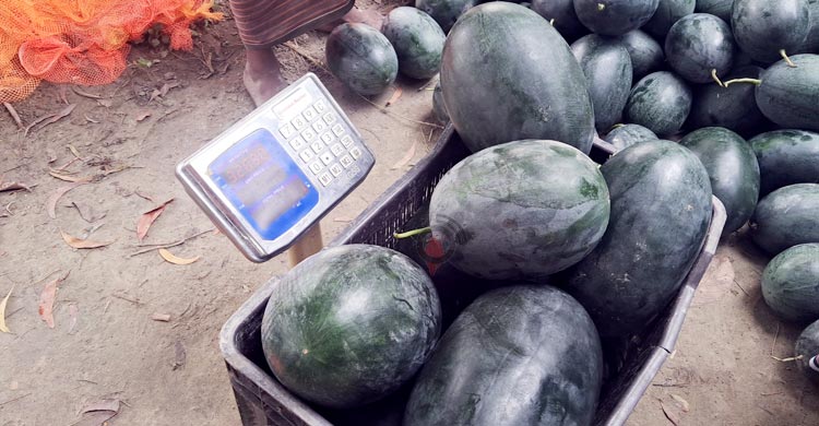 ব্ল্যাক কুইন তরমুজ চাষে ৭০ দিনে লাখ টাকা আয়