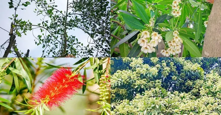 দর্শনার্থীর চোখ জুড়ায় যেসব দুর্লভ গাছ