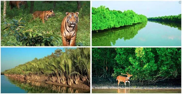 পর্যটন ও পরিবেশের স্বার্থে রক্ষা করতে হবে সুন্দরবন