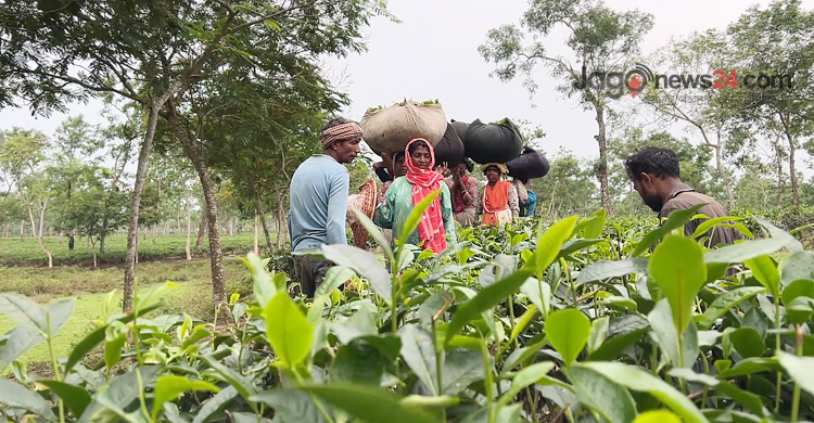 টেকসই পর্যটনের নতুন দিগন্ত টি-ট্যুরিজম