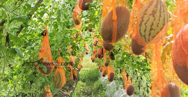 মিরসরাইয়ে অসময়ে তরমুজ চাষে সফল কৃষকেরা