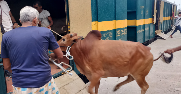 ৪০ গরু ও ৬ ছাগল নিয়ে ঢাকার পথে ম্যাংগো স্পেশাল