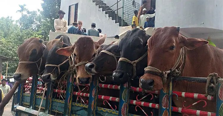 ঢাকায় পাঠাতে নছিমনে করে স্টেশনে আসছে গরু