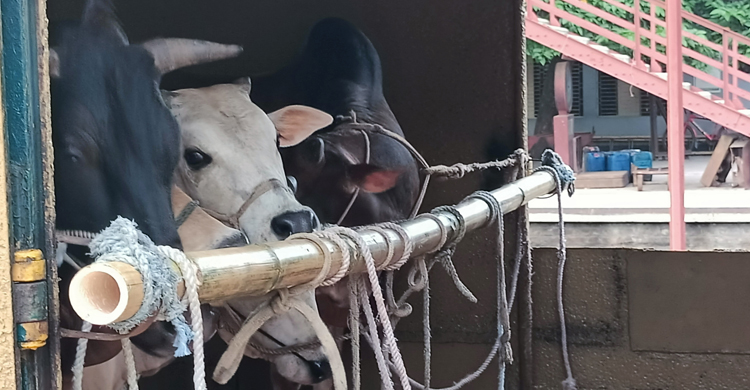 ৪০ গরু ও ৬ ছাগল নিয়ে ঢাকার পথে ম্যাংগো স্পেশাল