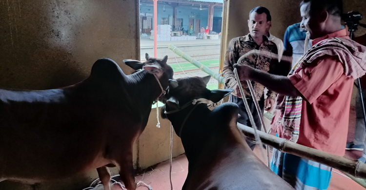 ৪০ গরু ও ৬ ছাগল নিয়ে ঢাকার পথে ম্যাংগো স্পেশাল