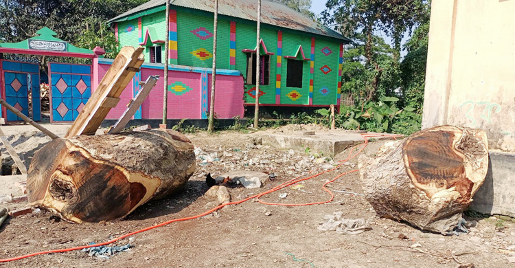 গোপনে বিদ্যালয়ের গাছ বিক্রি করে দিলেন প্রধান শিক্ষক-সভাপতি