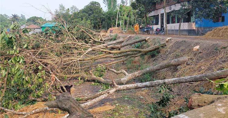 দলবল নিয়ে সড়কের পাশের গাছ কাটলেন বিএনপি নেতা