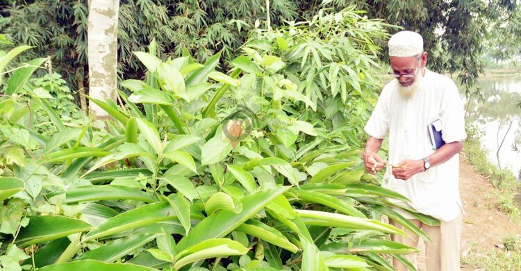 ‘কাদের ভাই’য়ের ভেষজ বিপ্লব