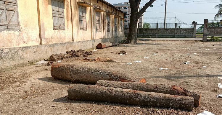 গোপনে বিদ্যালয়ের গাছ বিক্রি করে দিলেন প্রধান শিক্ষক-সভাপতি