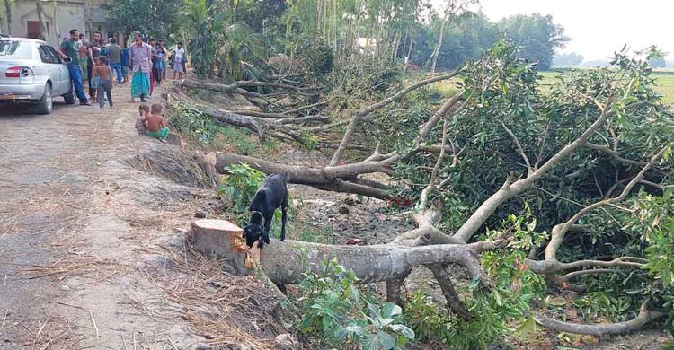 দলবল নিয়ে সড়কের পাশের গাছ কাটলেন বিএনপি নেতা
