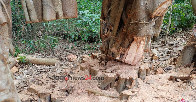 ‘শিরক’ আখ্যা দিয়ে কেটে ফেলা হলো শতবর্ষী বটগাছ