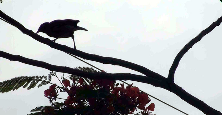 গাছ লাগালেই মিলছে নগদ টাকা