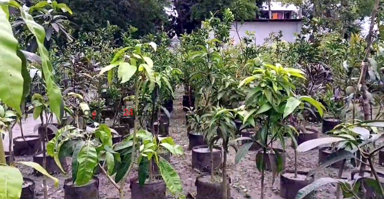 কীর্তিনখোলার তীরে মুগ্ধতা ছড়াচ্ছে এপিবিএনের নার্সারি