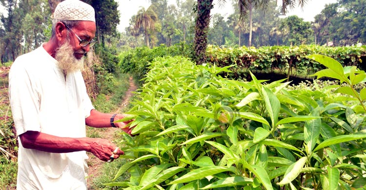 ‘কাদের ভাই’য়ের ভেষজ বিপ্লব