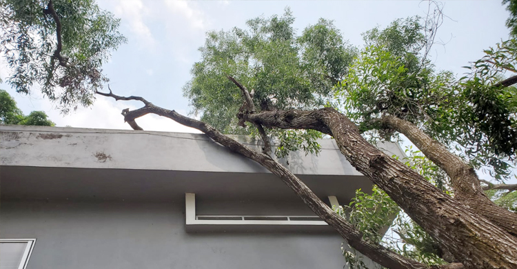 আদালত চত্বরের গাছ কাটার অভিযোগে এসিল্যান্ডের বিরুদ্ধে মামলা