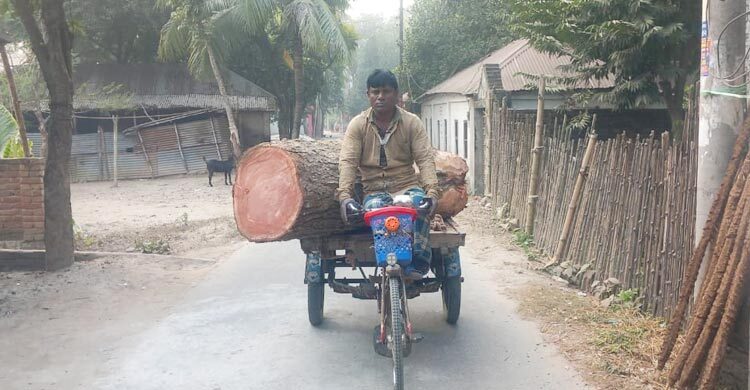 কলেজের ৪ গাছ কেটে বিক্রির অভিযোগ বিএনপির দুই নেতার বিরুদ্ধে