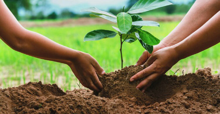 জুলাই গণঅভ্যুত্থানের শহীদদের স্মরণে শনিবার বৃক্ষরোপণ কর্মসূচি