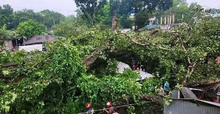 টাঙ্গাইলে শতবর্ষী বটগাছ ভেঙে আহত ১৭