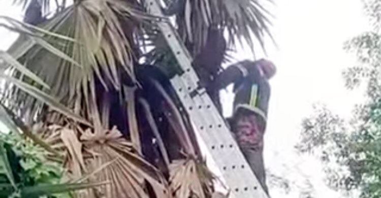 তালগাছ পরিষ্কার করতে গিয়ে প্রাণ গেলো দিনমজুরের