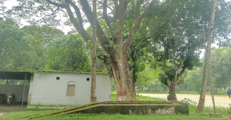 সার্কিট হাউজের অর্ধশত গাছ কেটে নতুন ভবন নির্মাণের উদ্যোগ