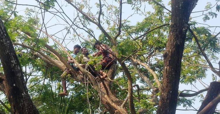 উঁচু গাছে ডাল কাটতে উঠে অজ্ঞান যুবক, উদ্ধার করলো ফায়ার সার্ভিস