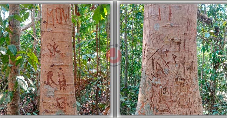 গাছের শরীর চিরে এ কেমন ভালোবাসার সাক্ষ্য প্রেমিক-প্রেমিকার!