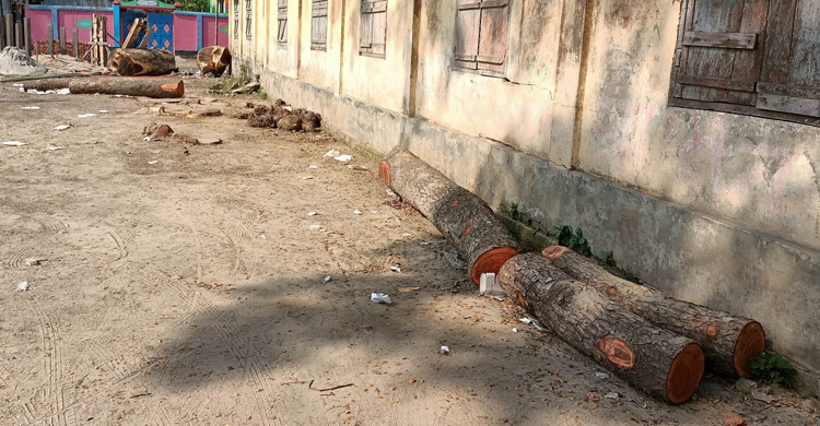 গোপনে বিদ্যালয়ের গাছ বিক্রি করে দিলেন প্রধান শিক্ষক-সভাপতি