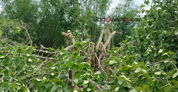 ‘শিরক’ আখ্যা দিয়ে কেটে ফেলা হলো শতবর্ষী বটগাছ