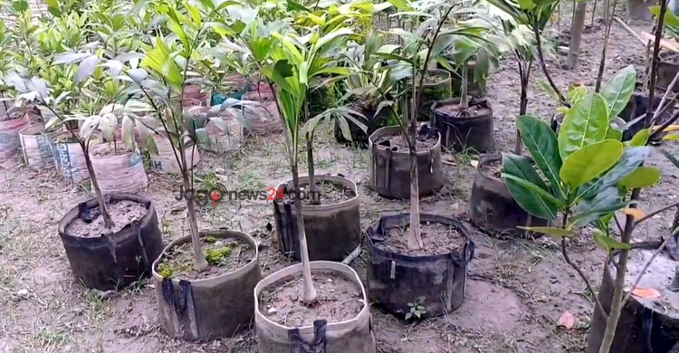 কীর্তিনখোলার তীরে মুগ্ধতা ছড়াচ্ছে এপিবিএনের নার্সারি