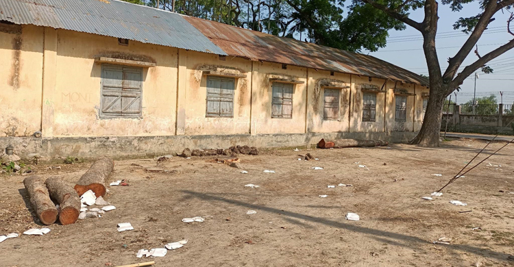 গোপনে বিদ্যালয়ের গাছ বিক্রি করে দিলেন প্রধান শিক্ষক-সভাপতি