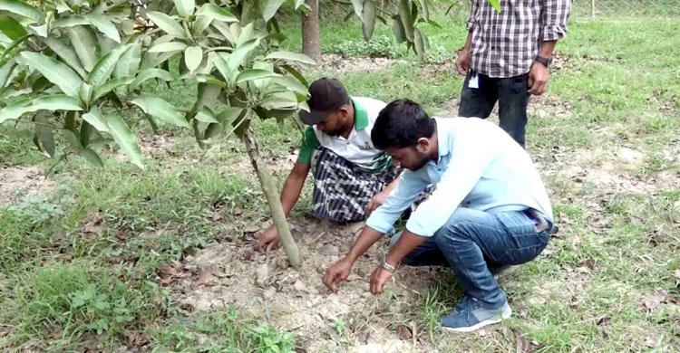 গাছ লাগালেই মিলছে নগদ টাকা