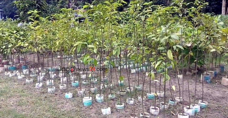 কীর্তিনখোলার তীরে মুগ্ধতা ছড়াচ্ছে এপিবিএনের নার্সারি