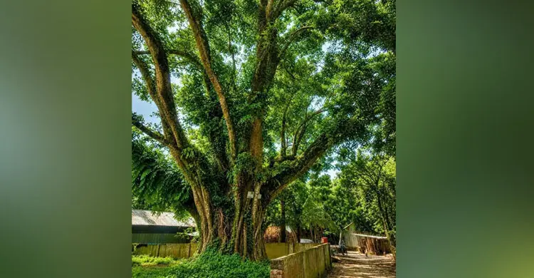 কর্তনের হাত থেকে রক্ষা পে‌ল শতবর্ষী বটগাছ