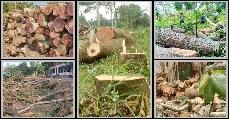বিপদাপন্ন গাছ কাটলে লাখ টাকা জরিমানা