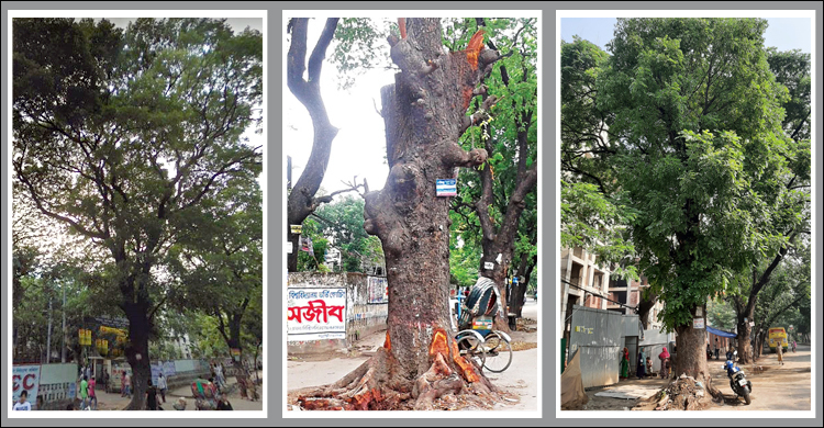 কংক্রিটের নগরে একটি গাছের ‘অবাক’ বেঁচে ফেরা