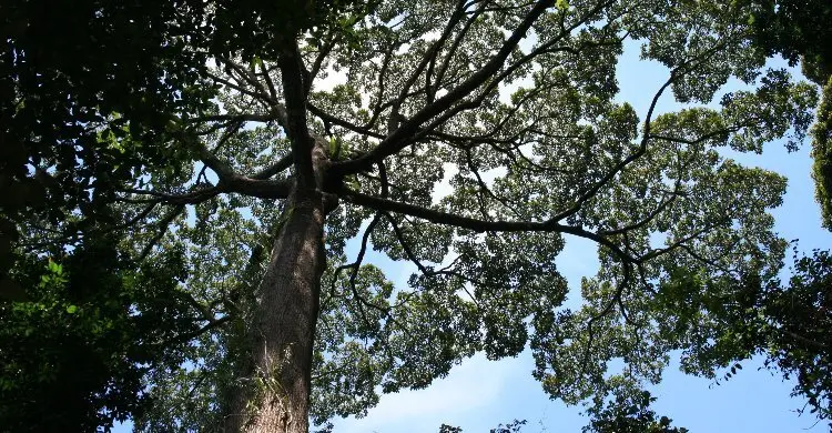 বিজ্ঞানীদের এতদিনের ধারণা ভুল! খরায় যেভাবে বাঁচে বড় গাছ