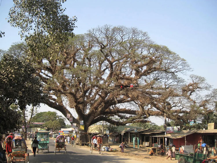 ফেনীতে ৪১০ বছরের প্রাচীন গাছ ‘মেঘ শিরিষ’