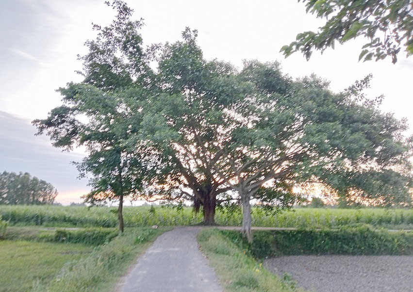tree