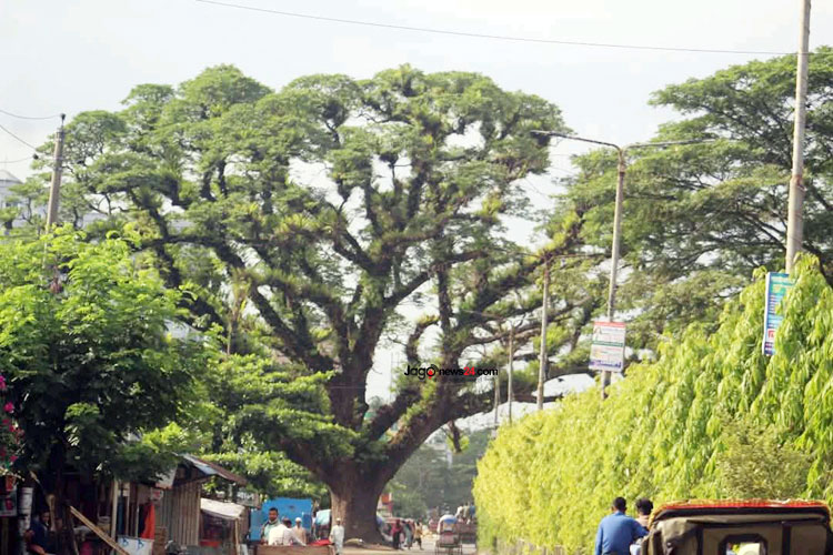 ফেনীতে ৪১০ বছরের প্রাচীন গাছ ‘মেঘ শিরিষ’